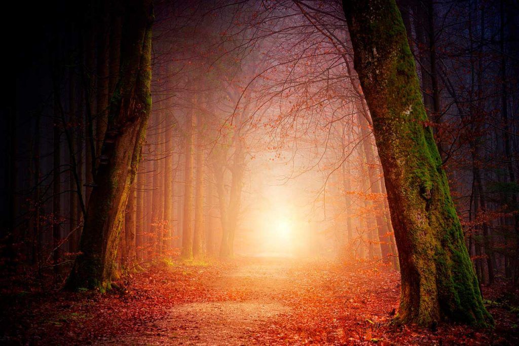 Bosque frondoso