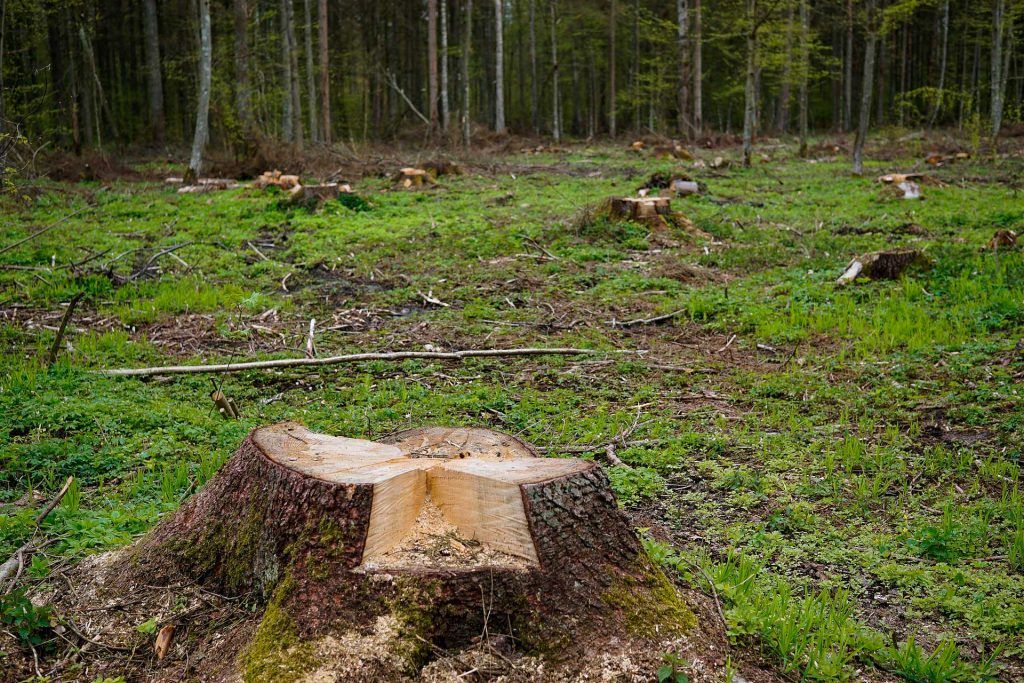 Bosque talado, tronco de árbol cortado
